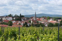 Blick auf ein Dorf mit roten Dächern und einer Kirche mit spitzem Turm, davor Weinreben, im Hintergrund bewaldete Hügel unter bewölktem Himmel.