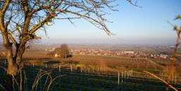Panoramaaufnahme eines Weinbergs mit kahlem Baum im Vordergrund und Dorf in der Ferne unter klarem Himmel.