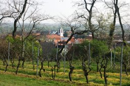 Blick über einen Weinberg mit kahlen Reben auf das Dorf Gerolsheim mit Kirchturm und roten Dächern im Hintergrund.