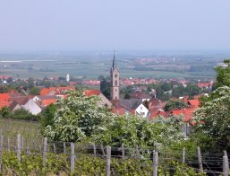 Blick auf ein Dorf mit einer Kirche mit spitzem Turm, umgeben von roten Dächern und Weinreben im Vordergrund.