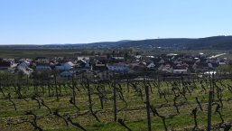 Weinreben mit kahlen Rebstöcken im Vordergrund, dahinter ein Dorf mit Häusern und Hügeln im Hintergrund unter klarem Himmel.