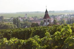 Dorf mit Kirche und spitzem Turm vor sanften, herbstlichen Weinberg-Hügeln unter bewölktem Himmel.