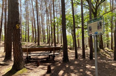 Sitzbank unter hohen Kiefern mit einem Wegweiser zum Leininger Burgenweg im Wald.