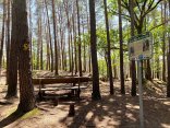 Sitzbank unter hohen Kiefern mit einem Wegweiser zum Leininger Burgenweg im Wald.
