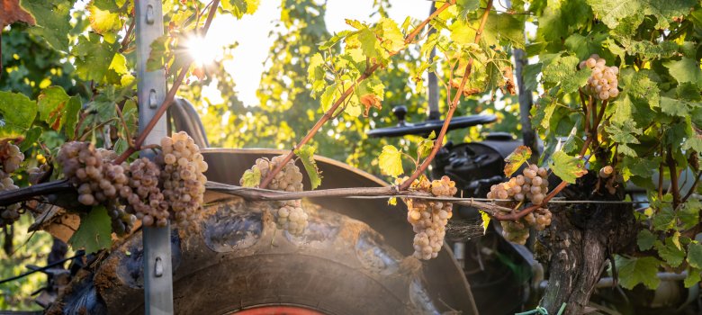 Weintrauben hängen an Reben vor einem Traktor mit rotem Rad im Weinberg bei Sonnenschein.