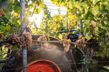 Weintrauben hängen an Reben vor einem Traktor mit rotem Rad im Weinberg bei Sonnenschein.